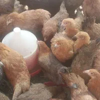 مرغ گلپایگانی تخمگذار ۴ ماهه اصیل|حیوانات مزرعه|خمینی‌شهر, |دیوار