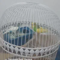 ی جفت مرغ عشق|پرنده|زاهدان, |دیوار