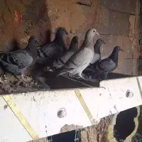 کبوتر جوجه المانی