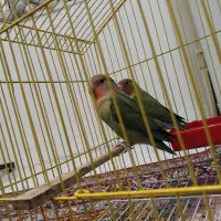 طوطی برزیلی فازدو هستم