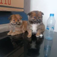 واگذاری سگ|سگ|شیراز, سعدیه شمالی|دیوار