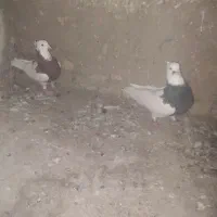 دو عدد گفتر زبیا|پرنده|قائن, |دیوار