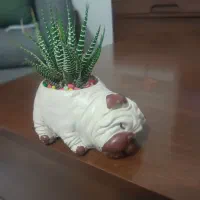 کاکتوس و مجسمه فانتزی برای شرکت ها اداره ها.منازل|گل و گیاه طبیعی|تهران, بازار|دیوار