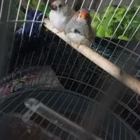 یک جفت فنچ های سرحال و سالم