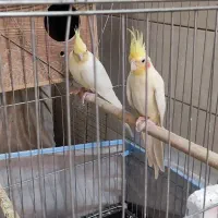 عروسهلندیمولد