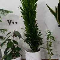 ظروف خانه گل  طبیعی|گل و گیاه طبیعی|زابل, |دیوار