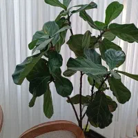 لیراتا + یوکا (بزرگ)