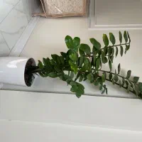 گل آپارتمانی