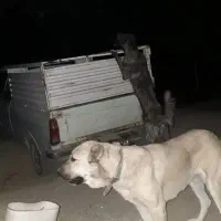 سگ سرابی ماده