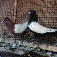 مجسمه کفتر|مجسمه، تندیس، ماکت|زابل, |دیوار