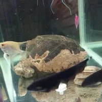 دو عدد روح ماهی|ماهی|ارومیه, |دیوار