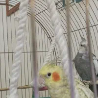 یک جفت عروس هلندی فروش یا معاوضه فقط با قناری مست