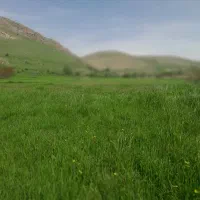 گیاه ۸۰۰ عدد