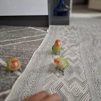 سه عدد طوطی برزیلی نروماده دستباز