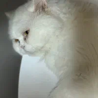 واگذاری گربه