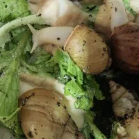 حلزون پیش مولد