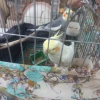 فروش یا معاوضه عروس طوطی|پرنده|قزوین, |دیوار