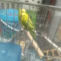 یک جفت مرغ عشق دستی