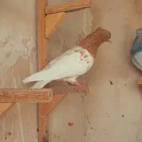 پرنده  ماده|پرنده|شیراز, دروازه قران|دیوار