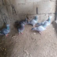 پلاکی|پرنده|ملکان, |دیوار