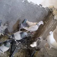 کبوتر پرشی وبازی کن|پرنده|بروجن, |دیوار