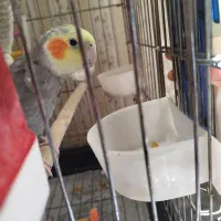 عروس هلندی نر سخنگو