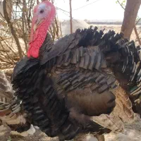 بوقلمون|حیوانات مزرعه|دزفول, |دیوار