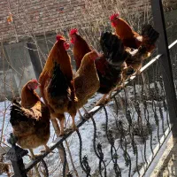 بوقلمون و غاز|حیوانات مزرعه|نقده, |دیوار