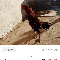 جوجه مرغ لاری اوشاموافغان|حیوانات مزرعه|یزد, |دیوار