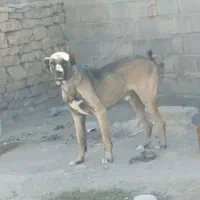 سگ سرابی اصیل معاوضه با عراقی یا کفتر|سگ|بهار, |دیوار