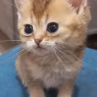 گربه بریتیش|گربه|ملارد, |دیوار