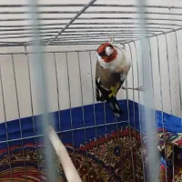 سهره نر جوجه قفس با قناری زرد نر ۸ماهه ریزه خون ..