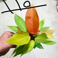 فیکوس|گل مصنوعی|مشهد, حیدرآباد|دیوار