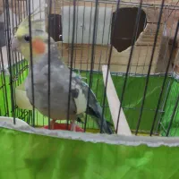 عروس هلندی باقفس