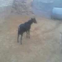 بزنرمورسیا