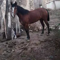 اسب مادیان کرد