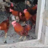 فروش خروس وزن ۲/۲۰۰ گرم