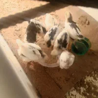 8 تا جوجه گلین