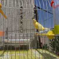 قناری نر|پرنده|بابا حیدر, |دیوار