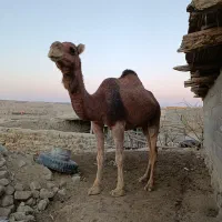 شتر با بچه شتر ۱ساله|حیوانات مزرعه|مراوه, |دیوار