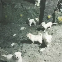 سگ شیتزو|سگ|آستانه اشرفیه, |دیوار