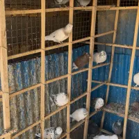 کبوتر پرشی محلات|پرنده|محلات, |دیوار