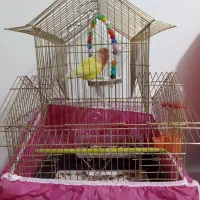 طوطی برزیلی