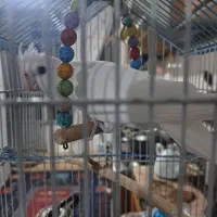 عروس هلندی البینو