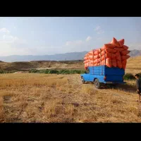 کاه گندم|خدمات باغبانی و درختکاری|کلات (ایلام), |دیوار