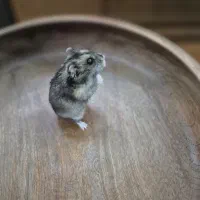 همستر کمپل روسی کوتوله / با تمامی وسایل|موش و خرگوش|تهران, مینای شمالی (مخبر)|دیوار