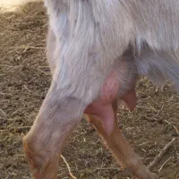 بز سانن شیرا