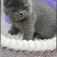 اسکاتیش بلو