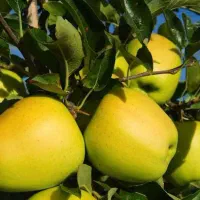 نهالستان گردو ارقام متنوع میوه های پربار پالیز