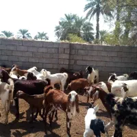 فروش دام|حیوانات مزرعه|منوجان, |دیوار